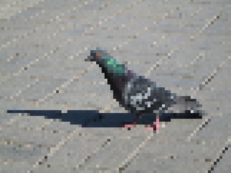 PigeonCraft